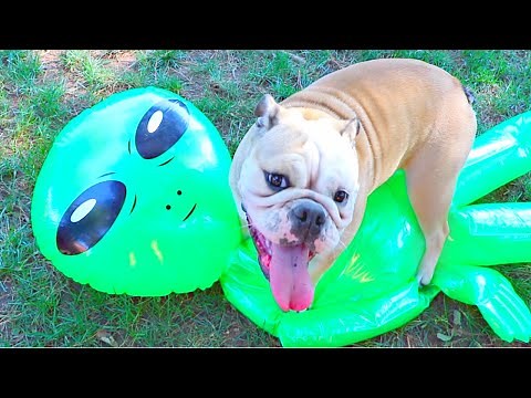 BULLDOG DESTROYS GIANT ALIEN! PRANKING MY DOG WITH ALIEN