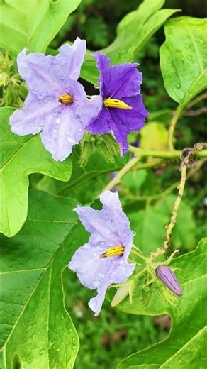 Rare Bloom: The Giant Potato Tree