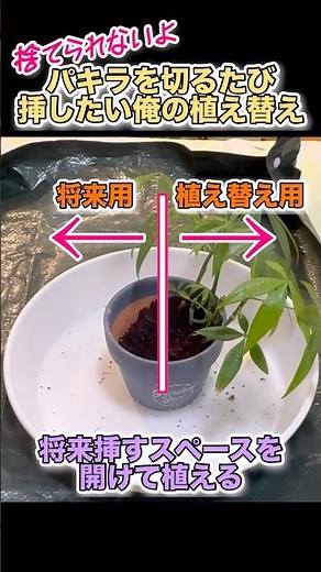 捨てられないよ【切ったら挿したいパキラ植え替えの工夫】#植え替え #パキラ #挿し木 #植え方 #観葉植物 #観葉植物の増やし方 #植物のある暮らし