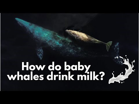 How Do Baby Whales Drink Milk Underwater? | Learn With Newport Whales