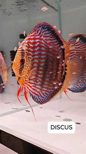 hendrix backyard on Instagram: "Discus fry primarily consume nutrient-rich slime coat produced by their parents for the first 1-2 weeks of life. Around 7 days after hatching, they can be fed live, newly hatched baby brine shrimp (Artemia), which are essential for rapid growth #discusfish #aquarium #aquariumhobby"