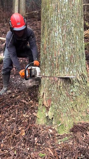 Maîtriser la précision en forêt : un savoir-faire exceptionnel