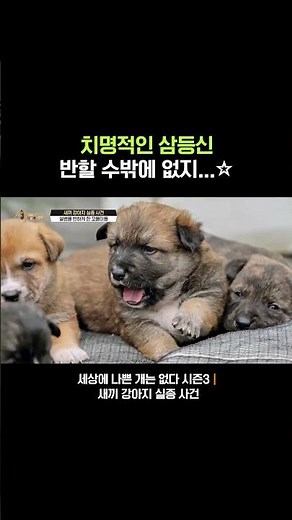 너무 귀여워서 비명 지르게 만드는 비주얼🐶 #세상에나쁜개는없다 #세나개 #강아지