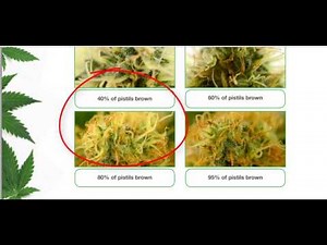 M3 Medical Marijuana Movement.. Harvesting cannabis tips.. Pistols