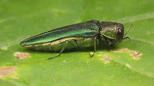 Iowa Department of Agriculture: Emerald ash borers confirmed in all 99 counties