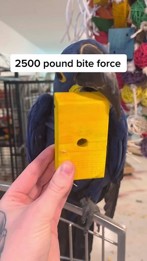 Fascinating Hyacinth Macaw Bite Force Explained
