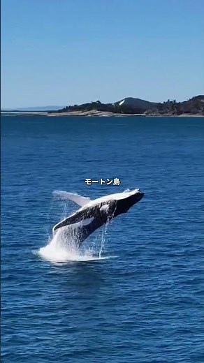 【知らないと絶対損する】オーストラリアの“神レベル”離島5選 🇦🇺🏝️#絶景 #オーストラリア旅行 #ご褒美旅行 #観光 #絶景スポット #次の旅行先 #travel