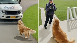 Animals surprise delivery drivers in hilarious ways