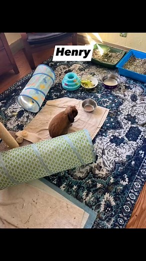 1.2K views · 35 reactions | Henry, the adorable lop eared rabbit, is available for adoption! Apply at www.aear.org. #rabbitcute #rabbit #rabbitlife #rabbitworld #rabbits #rabbitcare #rabbitsofinstagram #rabbitlove #rabbitlover #rabbitcare | Animal Education and Rescue | Facebook