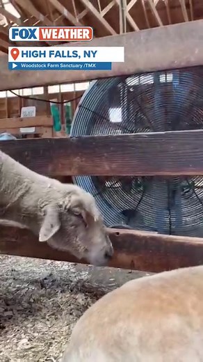 14K views · 317 reactions | BURNING TREE: A lightning strike set the inside of a tree on fire outside a home in Florida this week. #lightning #lightningstrike #florida #flwx | FOX Weather | Facebook