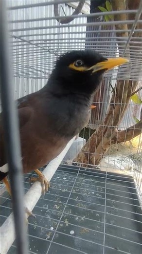 কোরআন দেখ ১০১ আল-কোরআনের নবীর নাম #shortvideo #foryou #birds #funny