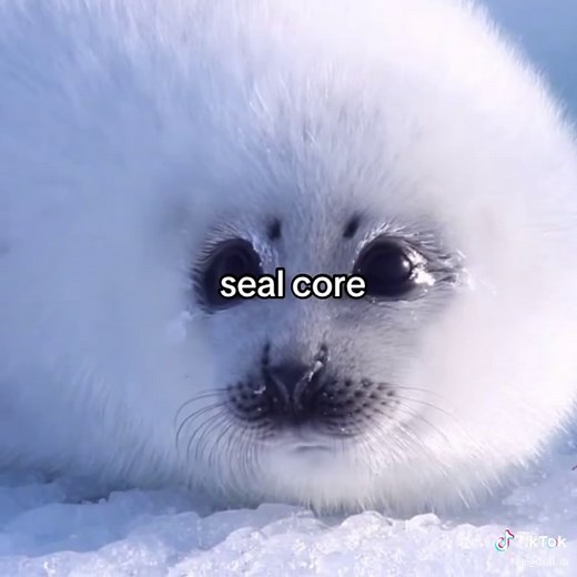 Cute Seal Plush Doll Unboxing Tutorial | Kawaii Mamegoma Collection