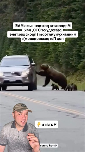 Mother bear lunges at car.