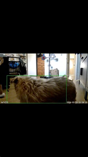 Dog sniffs camera😂😂😂