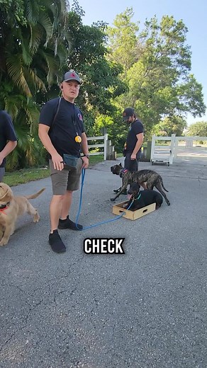 82K views · 2.2K reactions | The Puppy Merry-Go-Round #dog #dogs #puppies #puppy #doberman #goldenretriever #dobermanpinscher #fyp | American Standard Dog Training | Facebook