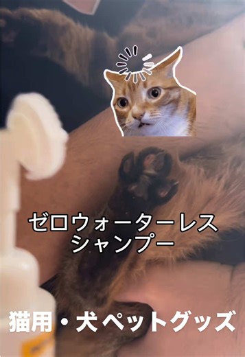 ✨ ゼロウォーターレスシャンプーの特別ポイント 🚿 いつでもどこでもサッと簡単洗浄 🐾 なめらかでふんわりな仕上がり 🌿 植物由来成分配合 💖 簡単デイリーケア 🐶🐱 犬・猫用 #ペット用品 #犬のいる生活 #猫のいる生活 #petshampoo #ペットグッズ