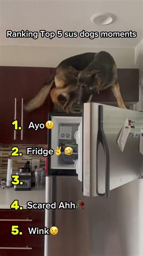 Ranking Sus dog moments 🤨#dog #shorts