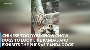 Chinese Zoo Dyes Chow Chow Dogs to Look like Pandas and Exhibits the Pups as 'Panda Dogs'