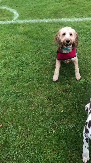 Here we go loop the loop 🎵🎶