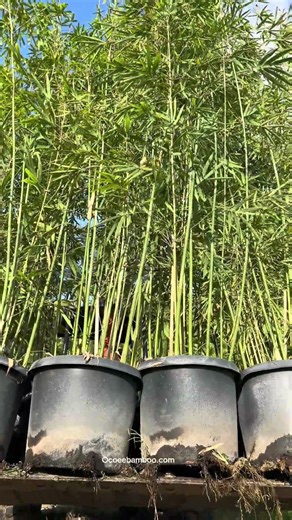 Just Picked Up a Load of 15‑Gallon Graceful Clumping Bamboo 😍 Backyard Project Coming Soon!