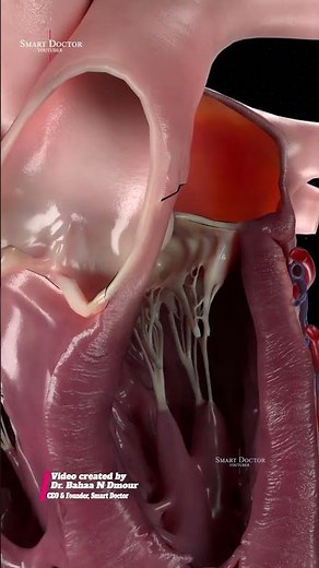 Heart Valves Up Close | A Real-Time Inner View 💓