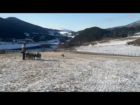 Life in Norway 🇳🇴 Border Collie Einstein practices herding sheep in Vågåmo (Norway) 🐑🐕