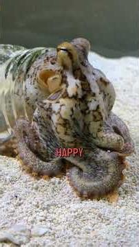 Did you know octopuses love to walk?
