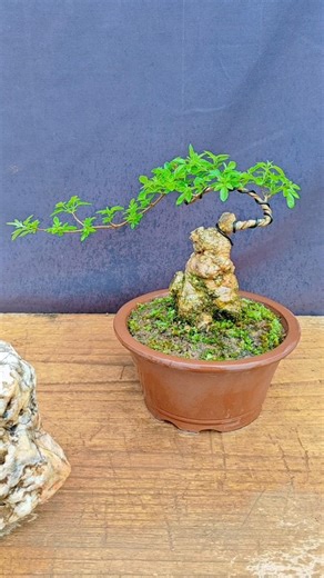 Repotting Vitex negundo bonsai material enhances its aesthetic appeal #bonsai #Vitex negundo