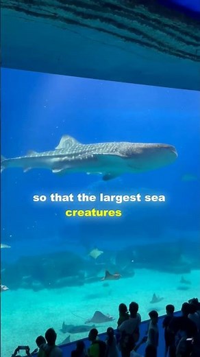 Inside the World’s Largest Whale Shark Aquarium! 🐋🌊