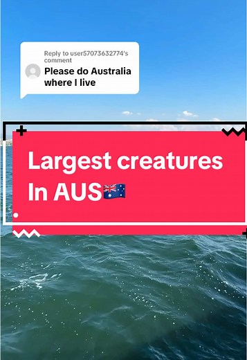 Largest Sea Creatures in Australia: A Deep Dive