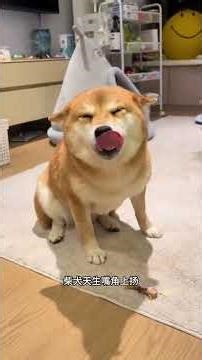 Corgi & Shiba Inu Trigger Wild Dog Rage