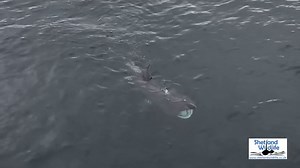 12K views · 637 reactions | Lovely to watch and film this Basking Shark feeding in the plankton-rich waters of Mousa Sound this week. Aerial footage by Hugh. | Shetland Wildlife | Facebook