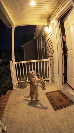 Why is the cat playing sax now at 2AM?🎷