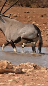 Namibia's national animal (Oryx) captured at Etosha National Park. #namibia #etosha #oryx #safari #travel #wildlife #traveller #visitnamibia #africansafari #explore #wildlifephotography #madbookings | Nwrnamibia