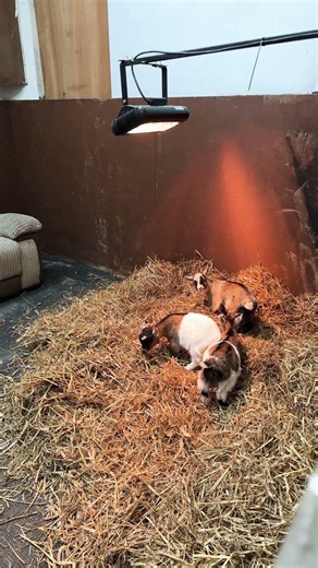 8 weeks old pigmy goat kids settling in their new home 🏠