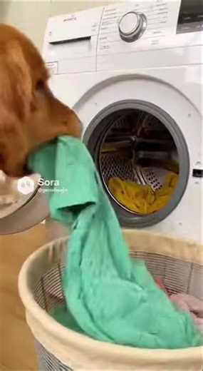 Golden Retriever Laundry Master A Paw sitively Clean Routine! #aiart #pets #funnydogs #cute #puppy
