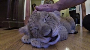 144K views · 522 reactions | Few things are as adorable as a cuddly and sleepy, purring lion cub. | Rumble | Facebook