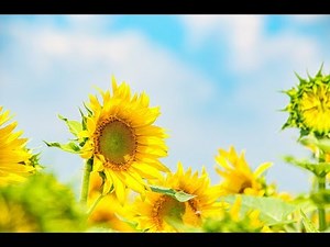 サマー・タイム【ジャズソロギター】Summertime - Solo Jazz Guitar