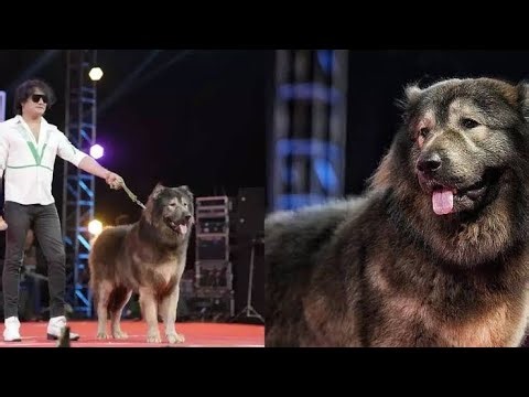 Pseudologia Fantastical - pathological lying