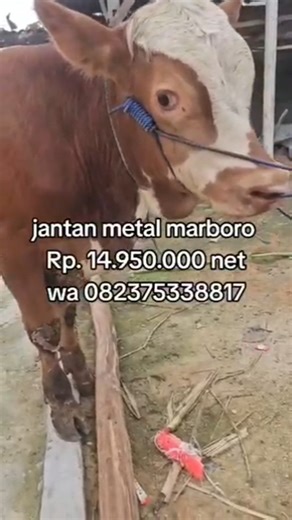 sapi unggul jantan metal marboro #limosin #domba #unggul #cow #peternak #ternak #sapijumbo #a