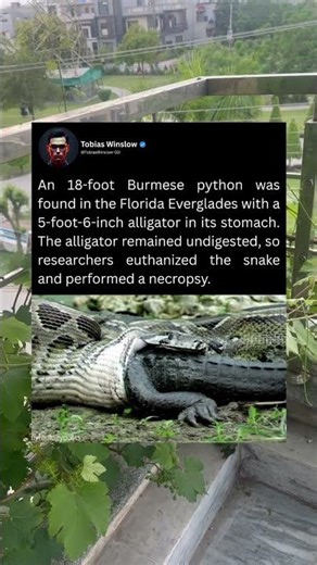 An 18-foot Burmese python was found in the