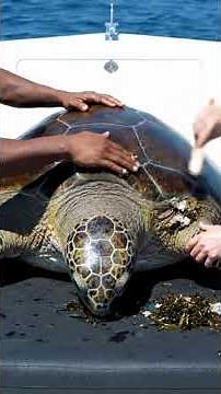 See How We Freed the Turtle From Trash!