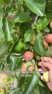 68 reactions · 4 comments |  Mastering Fruit Thinning: The Art of...