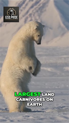 1.7K views · 1.3K reactions | 5 Ways to Escape a Polar Bear Attack...
