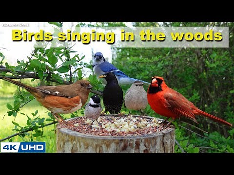 ASMR 4 HOURS of Birds Singing in the Woods, No loop, 4K Cat TV, Relaxing Sound, Awesome World 030