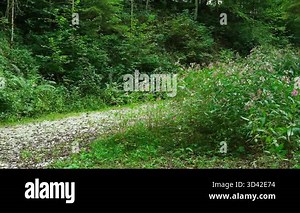 Beautiful alpine forest with wild flowers, slow motion