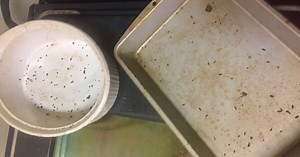 Mice taking over Independence apartment