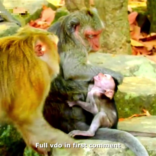 31K views · 437 reactions | Sadly Yelling..!! Poor Baby Monkey Gets H.u.r.t Mercifully 沈 Check full vdo in first comment | Hello Monkey | Facebook