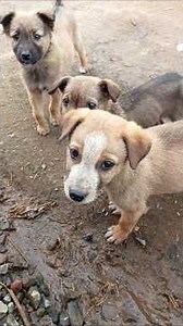 Village Cute Puppies 🐶❤️ | Adorable Barking