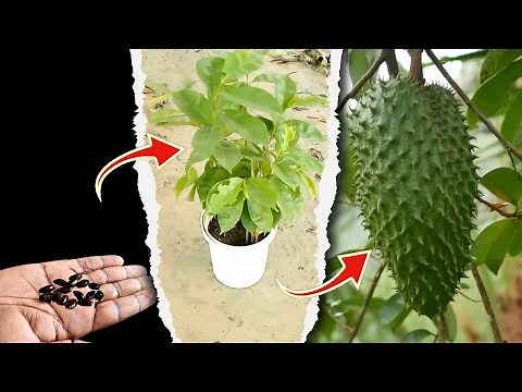 How to GROW SOURSOP from SEEDS and CUTTINGS to the HARVEST - With 100% Success